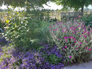 a garden filled with purple and purple flowers at Hestar Husid, het luxe paardenhuis in Weesp