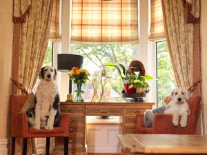 two dogs sitting in chairs in front of a window at Howarth House in Lytham St Annes