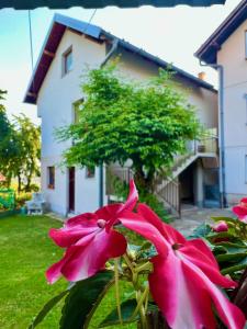 a group of pink flowers in front of a house at Apartman Amila in Sarajevo