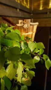 a plant with green leaves in front of a light at Venejoen Piilo - Kuohu in Kontiolahti