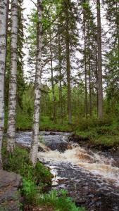 un ruscello nel mezzo di una foresta con alberi di Venejoen Piilo - Kuohu a Kontiolahti