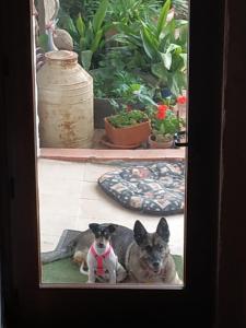 2 chiens assis l'un à côté de l'autre dans un jardin dans l'établissement Casa Rural Santa Ana, à Miguel Esteban