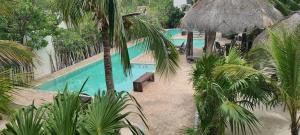 an overhead view of a swimming pool with palm trees at Pedacito de cielo in Progreso