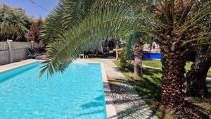 palma i basen w ogrodzie w obiekcie House with exclusive pool and garden 7 min walk from the beach and the center w mieście El Campello