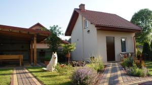 a dog sitting in the yard of a house at Domek pod różą in Krasnobród