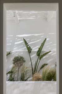 a room with plants on a white wall at Arocaria Mykonos in Mýkonos City
