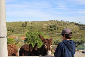 Animais in the country house ou nos arredores