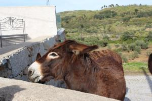 Animais in the country house ou nos arredores