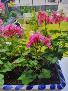 a bunch of pink flowers in a blue pot at Appartement Fully in Fully