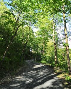 una strada sterrata in una zona boschiva con alberi di B&B Demetra a Solignano