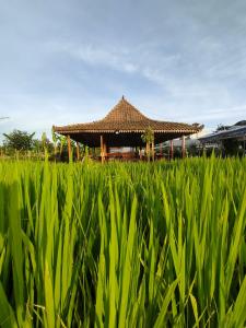 einem Pavillon auf einem grünen Rasen in der Unterkunft Glamping Alas Duren Yogyakarta in Beran-kidul