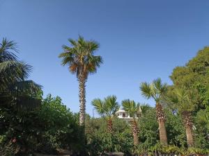Zahrada ubytování palm-tree