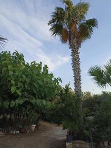 Zahrada ubytování palm-tree