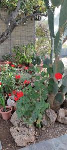 a garden filled with red flowers and plants at Hotel Eliza in Agios Nikolaos