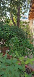 un jardin avec des plantes vertes devant un arbre dans l'établissement Hotel Eliza, à Agios Nikolaos