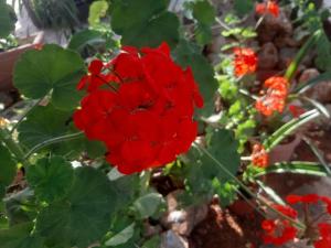 a red flower on a plant with green leaves at Hotel Eliza in Agios Nikolaos