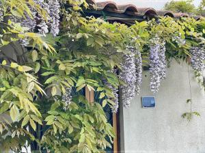 Un mucchio di lillà appesi al lato di un edificio di Zen relax a pochi passi da Palinuro a Centola