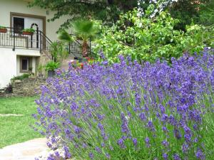 un jardín con flores púrpuras frente a una casa en Kővirág Apartman, en Hévíz