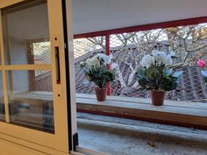 dos macetas de flores sentadas en el alféizar de la ventana en EN EL CASCO HISTORICO De SANTA CRUZ, en Santa Cruz de Tenerife