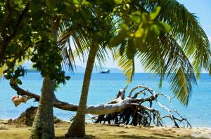 a beach with two palm trees and the ocean at RAIATEA - Studio Tenape in Tevaitoa