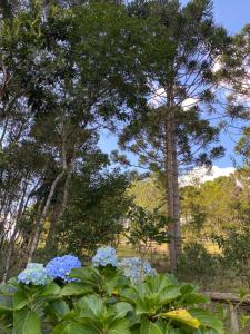 a tree with blue flowers in a garden at Pousada Lenda da Montanha in Aiuruoca