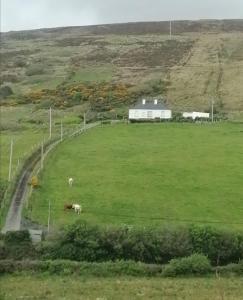 a field with a horse and a barn in the background at Glenhill - Newly renovated in a unique location in Belmullet