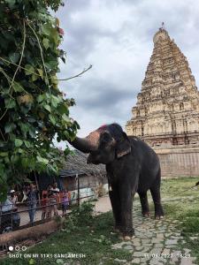 an elephant eating leaves from a tree with its trunk at TEMPLE VIEW GUEST HOUSE in Hampi