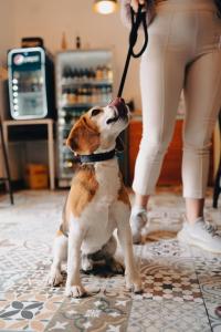 une femme qui marche un chien en laisse dans l'établissement Hotel Casa del Barranco, à Cuenca