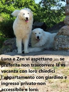 dos perros blancos están parados uno al lado del otro en Podere I Casaloni - La casa nel bosco en Torniella