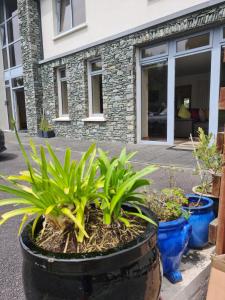 a group of plants in pots in front of a building at Ard Kielin Apartment Luxury 2 bedroom in Killarney in Killarney