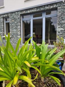 Ard Kielin Apartment Luxury 2 bedroom in Killarney في كيلارني: مجموعة من النباتات أمام المنزل