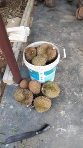 a bunch of durians in a bucket on the ground at VILLA D' KEBUN WITH FREE FRUITS in Malacca
