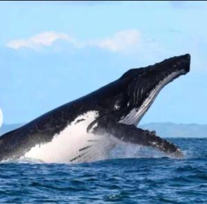 Une baleine sautant de l'eau dans l'établissement Hotel ECOLODGE LE RAVORAHA, sur l'île Sainte-Marie
