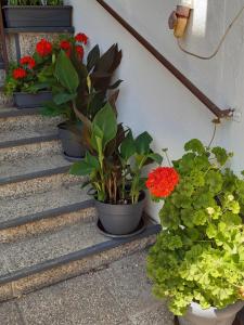 a group of potted plants sitting on the stairs at Ferienzimmer LANG in Apetlon