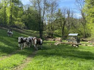 una manada de vacas caminando por un camino de tierra en AILE DU CHATEAU 6 personnes, en Lebétain
