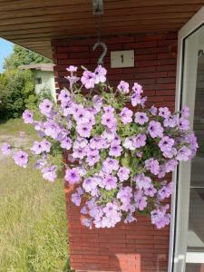 a hanging basket of pink flowers on a brick wall at Hotel Le Ronchamp in Ronchamp