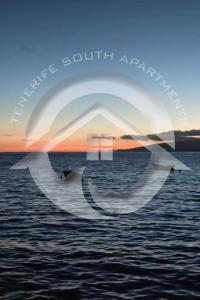 Galeriebild der Unterkunft Lucky e Mya in Alcalá