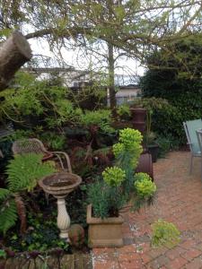 a garden with a bunch of plants and a bird bath at Butlers Guesthouse in Birregurra