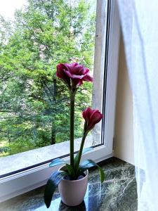 Vonkajšia záhrada v ubytovaní Comfort Apartment 2 rooms 65m2