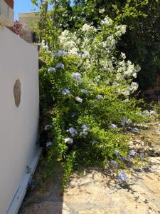 a bush with purple and white flowers next to a wall at Latmos 1860 in Skala