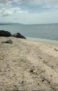 a sandy beach with a few birds on it at Pescador View - Beach Resort & Restaurant in Moalboal