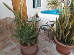 un grupo de plantas en macetas sentadas en un suelo de baldosa en Spirit of Costa Calma en Costa Calma