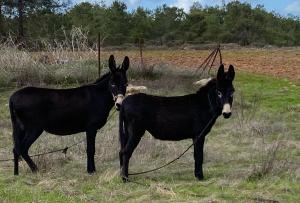 two black horses standing next to each other in a field at Hanna Koumi Boutique Hotel in Kormakiti