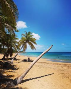 un palmier sur une plage de sable avec l'océan dans l'établissement Auberge K-WAN Hostel, à Deshaies