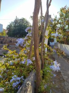 a tree in a garden with blue flowers at Latmos 1860 in Skala