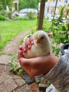 Gallery image of Sjönära liten stuga med sovloft, toilet in separate small house, only OUTDOOR shower! in Åkersberga
