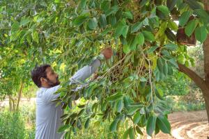 a man is picking fruit from a tree at PushkarOrganic - Lux farm resort with pool in Pushkar