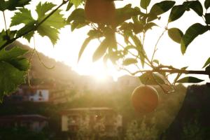Fotografie z fotogalerie ubytování B&B Maria Grazia v destinaci Vico Equense
