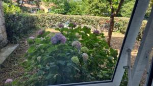 a garden with purple flowers in front of a fence at Golden Fields Apartment near the Old Town in Kotor