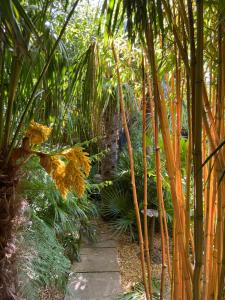 a garden with palm trees and a stone path at WOW! Jungle Cabin Hottub, 4 poster bed, Nr Coast in Martin